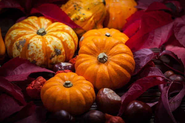 Pompoen stilleven voor Thanksgiving — Stockfoto