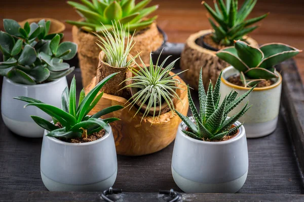 Coleção Plantas Suculentas Para Casa Deco Idéia Jardinagem Para Jardim — Fotografia de Stock