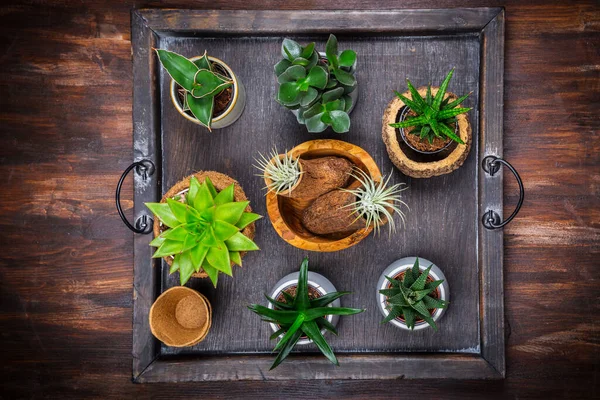 Collection Succulent Plants Home Deco Gardening Idea Stone Garten — Stock Photo, Image