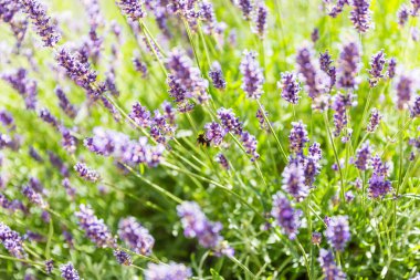 Lavanta çiçeklerinden polen toplayan arı.