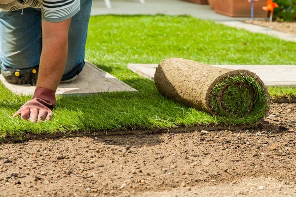 Gardening Gardener Laying Sod New Lawn Stock Picture