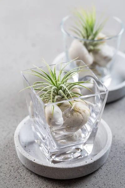 Decoração Mesa Casa Com Plantas Tillandsia — Fotografia de Stock