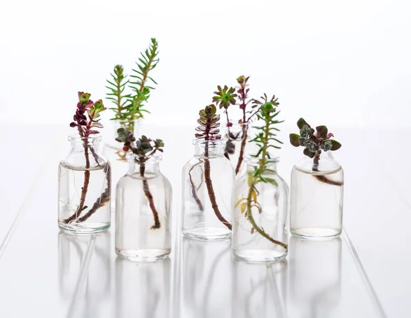 Mini Succulent Cuttings Smal Bottles Ready Reproduction Planting White — Stock Photo, Image