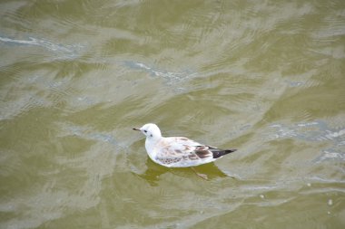 Martı Baltık Denizi tarafından
