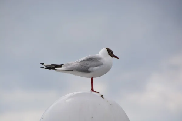 Gaivota junto ao mar Báltico — Fotografia de Stock