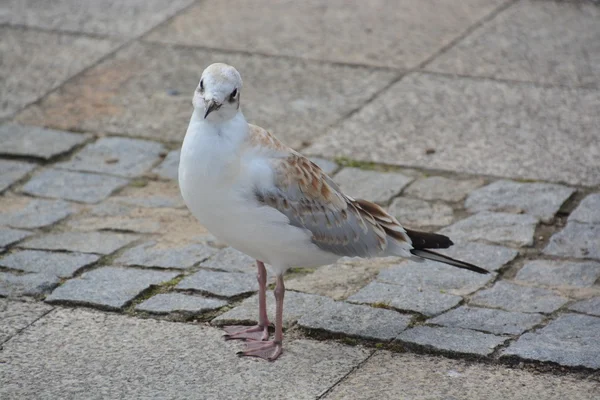 Möwe an der Ostsee — Stockfoto