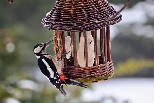 Dit is woodpeaker weergave — Stockfoto