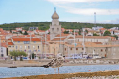 Tarafından Deniz Manzaralı martı