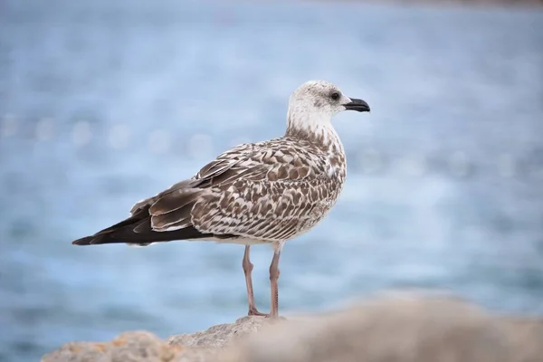 Möwe beim Blick aufs Meer — Stockfoto