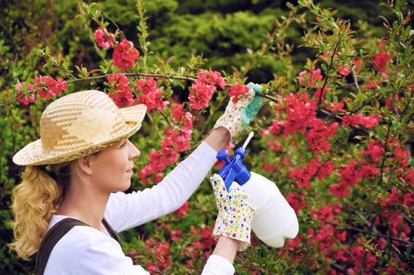 Jovem mulher pulverizando árvore no jardim, o jardineiro cuida da marmeleira no pomar, segurando garrafa de spray, jovem feliz aplicando um inseticida ou um fertilizante para suas árvores de fruto, usando um pulverizador — Fotografia de Stock