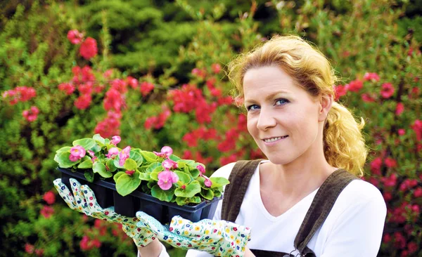 Junge Frau gärtnert, hält junge Blütenpflanzen, Kübelpflanze, Frau pflanzt Begonien-Setzlinge im Garten lizenzfreie Stockbilder