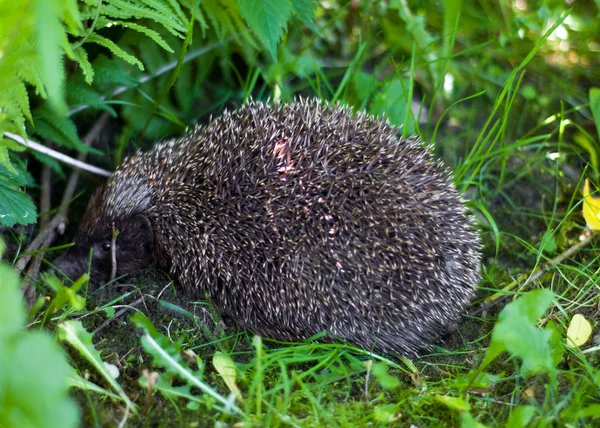 ハリネズミ、ヒナギクと草でハリネズミ — ストック写真