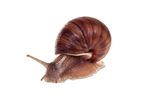 Csiga. Helix pomatia.isolated fehér háttér. — Stock Fotó