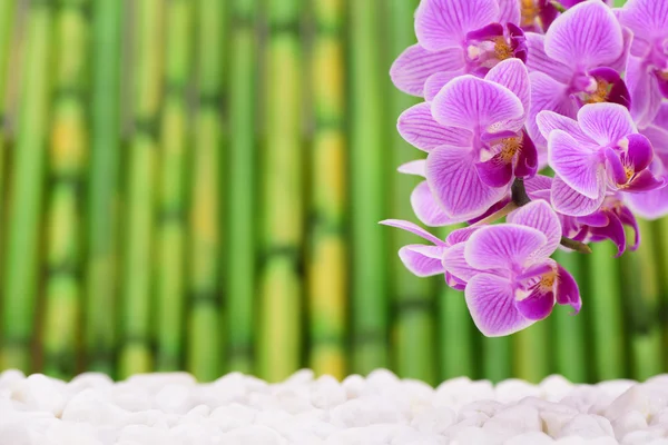 Jardim zen japonês com flor de orquídea e bambu — Fotografia de Stock