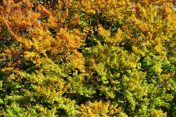 Hintergrund und Struktur der Blätter im Herbst — Stockfoto