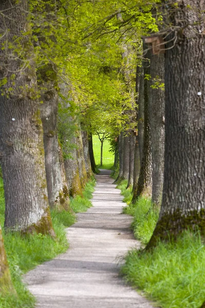 Liten Avenue Med Stora Och Gamla Ekar — Stockfoto