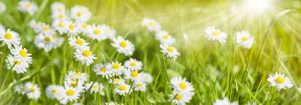 Prairie Printemps Avec Belles Fleurs Les Rayons Soleil Arrière Plan — Photo