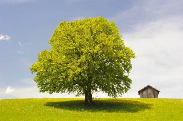 Pojedynczy Duży Buk Drzewo Wiosna Łące — Zdjęcie stockowe
