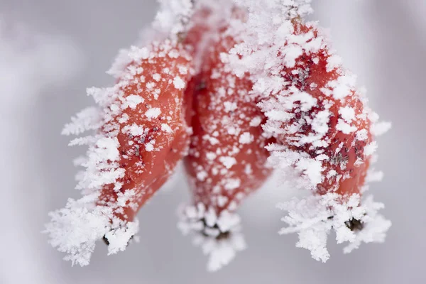 Red berries with frost and ice at very cold winter day — Stock Photo, Image