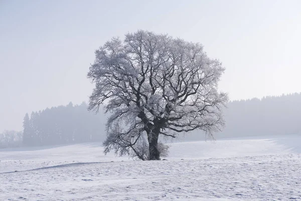 霜与冰在非常寒冷的冬天里的一棵大树 — 图库照片