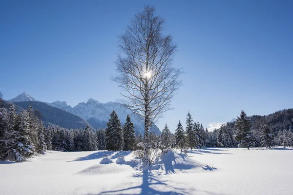 Albero d'inverno con ghiaccio, neve e sole sul cielo — Foto Stock