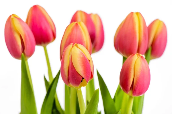 Bunch of flowers as present for holiday — Stock Photo, Image