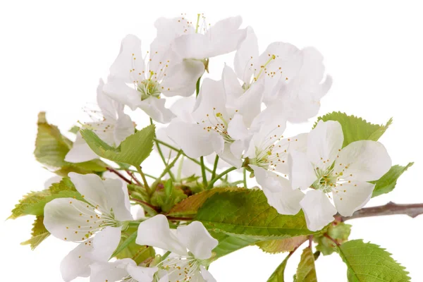 Részlet a virágzó cseresznye fa — Stock Fotó