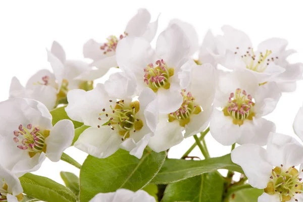 Detail van bloeiende perenboom — Stockfoto