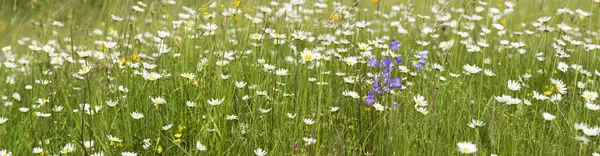 Panoramic View Meadow Many Flowers Spring — Stock Photo, Image
