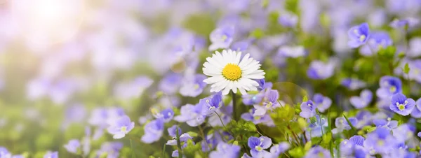 Margarida Singel Canteiro Flores Com Raios Solares Primavera — Fotografia de Stock