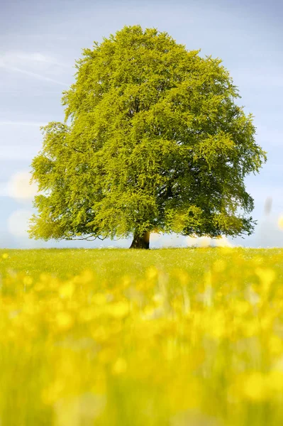 Pojedynczy duży stary linden tree położona na białym tle w łąka w wiosnę — Zdjęcie stockowe