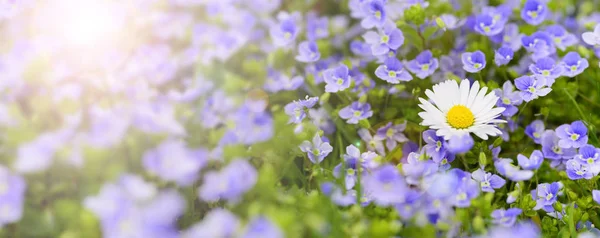 Vue Grand Angle Sur Les Fleurs Marguerite Printemps Avec Des — Photo