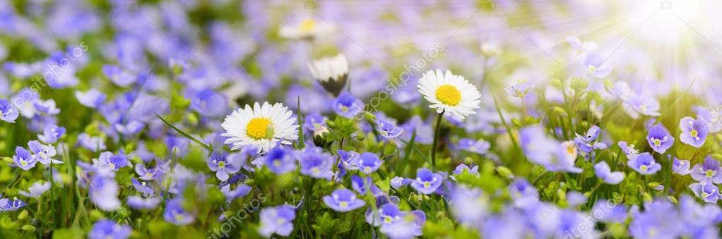 Wide angle view to daisy flowers at spring with sunbeams — Stock Image Wide Angle View Daisy Flowers Spring Sunbeams Stock Picture