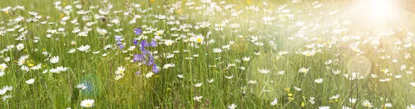 Panoramic view to meadow with many spring flowers and sunbeams — Stock Photo, Image