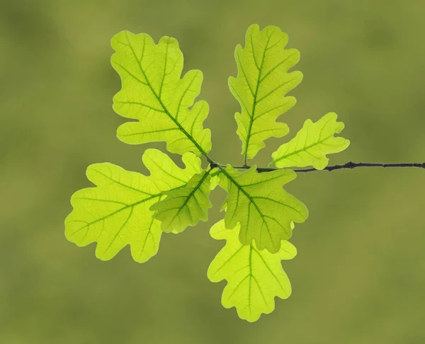 Tak en de bladeren van eik — Stockfoto