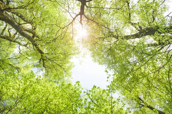 View to sky with sunbeams through treetops of linden trees — Stock Photo, Image