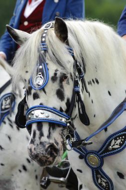 Bavyera Katolik bir hac ata dekore edilmiş
