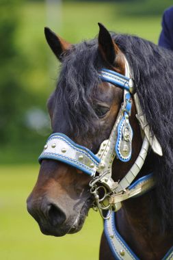 Bavyera Katolik bir hac ata dekore edilmiş