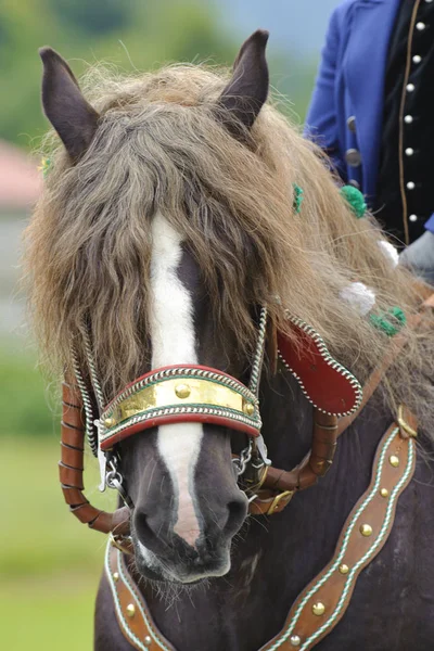 Vackert inredda hästar på en katolsk pilgrimsfärd i Bayern — Stockfoto