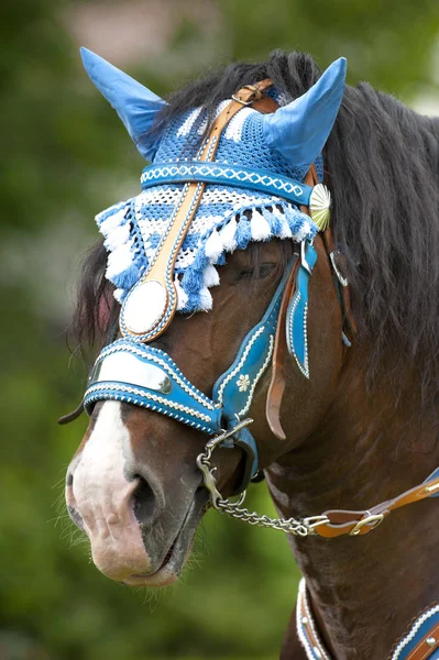 Beautifully decorated horses on a catholic pilgrimage in bavaria — Stock Photo, Image