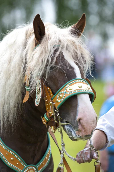 Belamente decorados cavalos em uma peregrinação católica na baviera — Fotografia de Stock