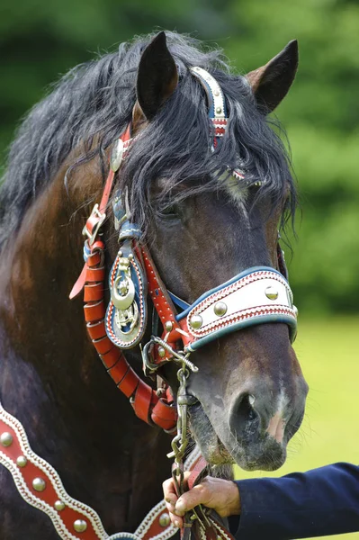 Prachtig ingericht paarden op een katholieke bedevaart in Beieren — Stockfoto