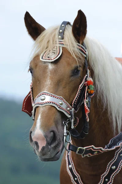 Beautifully decorated horses on a catholic pilgrimage in bavaria — Stock Photo, Image