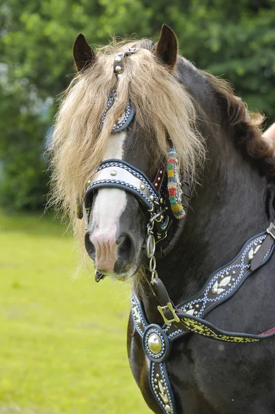 Vackert inredda hästar på en katolsk pilgrimsfärd i Bayern — Stockfoto