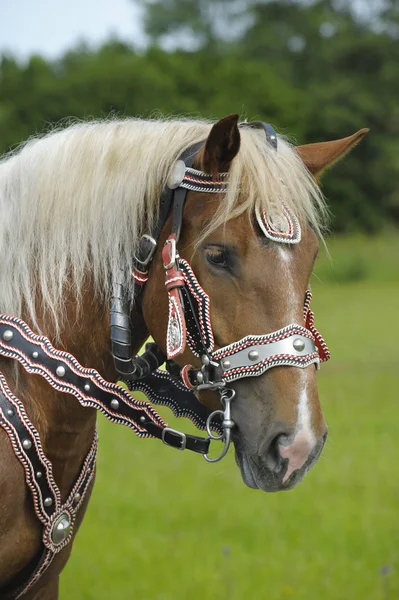 Beautifully decorated horses on a catholic pilgrimage in bavaria — Stock Photo, Image