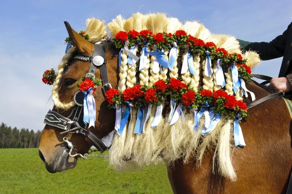 Cavalli splendidamente decorati in un pellegrinaggio cattolico in bavaria — Foto Stock
