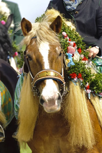 Gyönyörűen díszített lovak egy katolikus zarándoklat Bajorországban — Stock Fotó