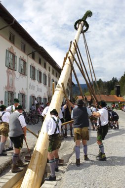 it is custom in Bavaria on May 1st to set up a decorated tree as maypole with muscle power and many men in traditional clothing clipart