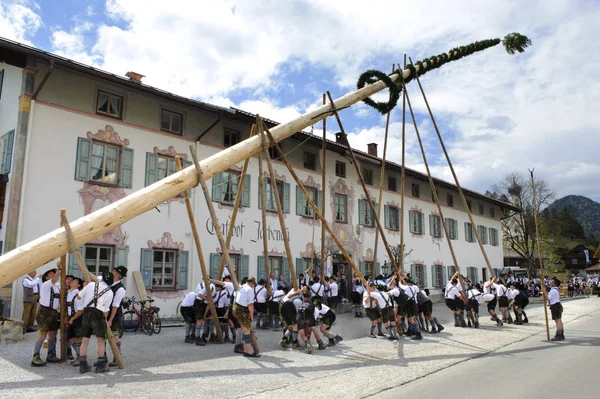 In Bayern ist es Brauch, am 1. Mai einen geschmückten Baum als Maibaum mit Muskelkraft und vielen Helfern in Tracht aufzustellen. — Stockfoto