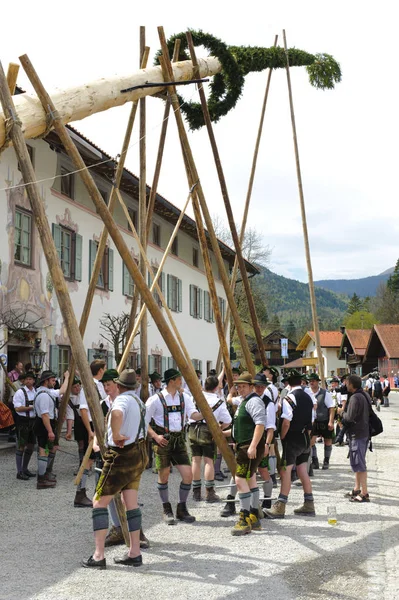 É costume na Baviera em 01 de maio para configurar uma árvore decorada como maypole com poder muscular e muitos ajudantes em roupas tradicionais — Fotografia de Stock